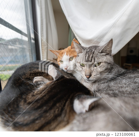 窓辺でくつろぐ三匹の猫 123100061