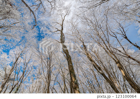 見上げると美しい霧氷と青空 見上げると美しい霧氷と青空 123100064