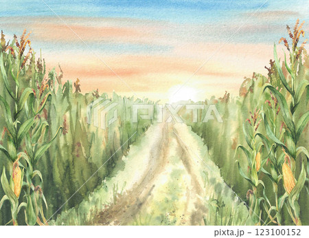 Cornfield road or agricultural field against sunset or sunrise sky. Golden maize cobs plants with yellow flowers. Watercolor landscape with path, way Hand drawn illustration isolated from background Cornfield road or agricultural field against sunset or sunrise sky. Golden maize cobs plants with yellow flowers. Watercolor landscape with path, way Hand drawn illustration isolated from background 123100152