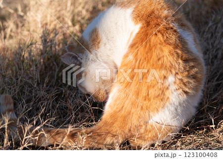 毛繕いする猫 茶白猫 毛繕いする猫 茶白猫 123100408