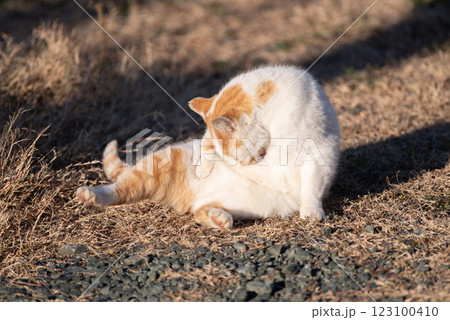 毛繕いする猫　茶白猫 123100410