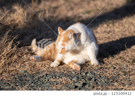 毛繕いする猫 茶白猫 毛繕いする猫 茶白猫 123100412