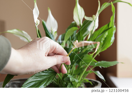 Spathiphyllum Peace Lily Care. Dry leaves flowers, trimming faded flowers dry leaves 123100456