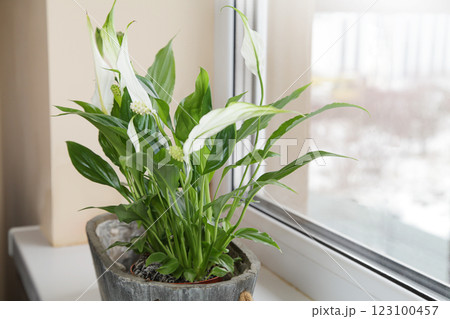 Spathiphyllum Flower on Windowsill to Separate Moisture and Purify Air. Spathiphyllum Flower on Windowsill to Separate Moisture and Purify Air. 123100457