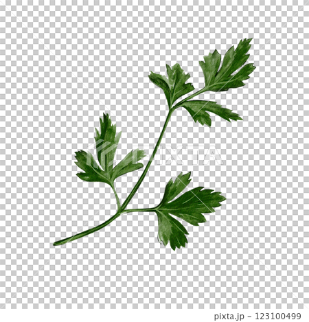Parsley, stem with leaves. Coreander or cilantro. Spice and seasoning. Fresh greens. Useful plants. Watercolor illustration isolated from background. Edible plant with wide leaves. Parsley, stem with leaves. Coreander or cilantro. Spice and seasoning. Fresh greens. Useful plants. Watercolor illustration isolated from background. Edible plant with wide leaves. 123100499