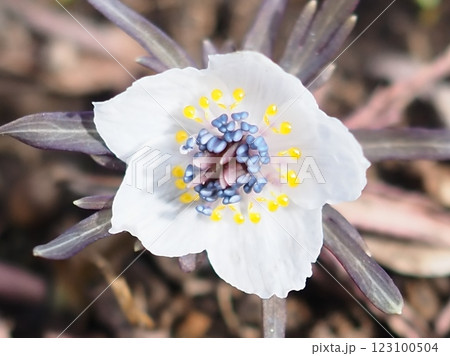 春の日を浴び輝く節分草（20250205124102） 123100504