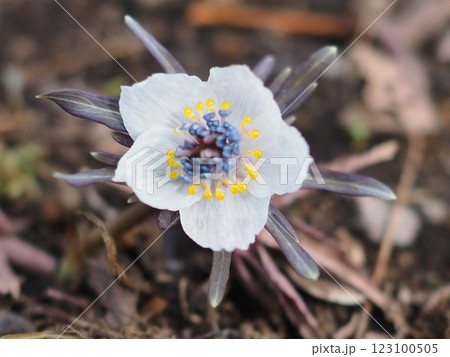 可憐に咲く節分草（20250205124240） 123100505