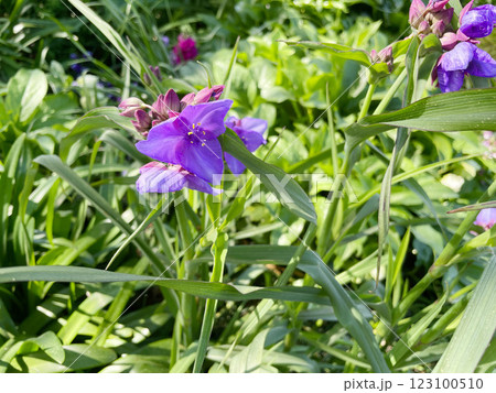 オオムラサキツユクサ オオムラサキツユクサ 123100510