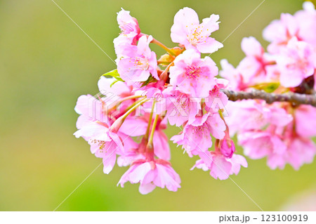 きれいで可愛い　ピンク色の河津桜 123100919