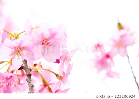 きれいで可愛い　ピンク色の河津桜 123100924