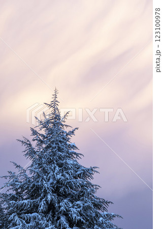 クリスマスツリーのイメージ 蒜山高原 クリスマスツリーのイメージ 蒜山高原 123100978