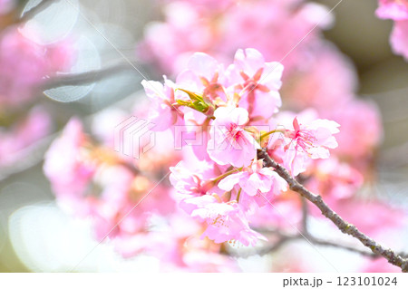 きれいで可愛い　ピンク色の河津桜 123101024