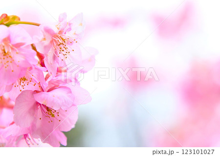 きれいで可愛い　ピンク色の河津桜 123101027