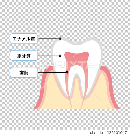 牙齒橫斷面和結構圖 123101047