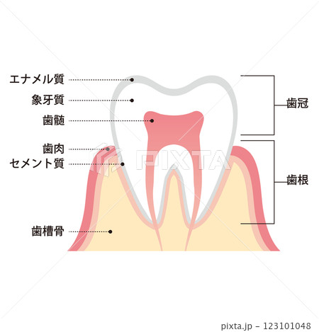 歯の断面図と構造説明のイラスト 123101048