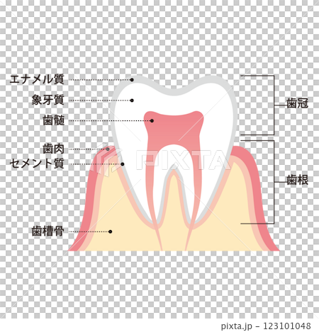歯の断面図と構造説明のイラスト 123101048