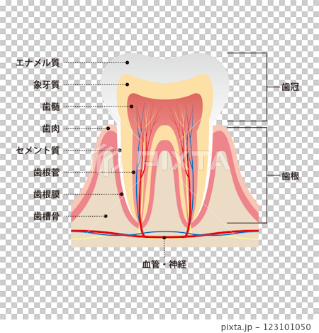 牙齒橫斷面及其結構的真實圖示 123101050