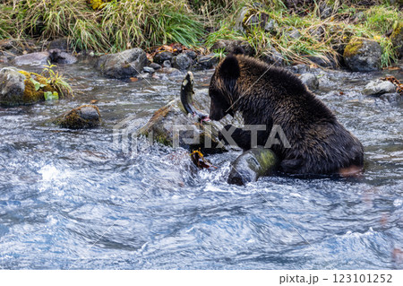 【北海道_ヒグマ】冬眠に備え狩猟をするヒグマ達 知床 10月 123101252