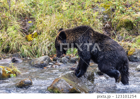 【北海道_ヒグマ】冬眠に備え狩猟をするヒグマ達 知床 10月 123101254