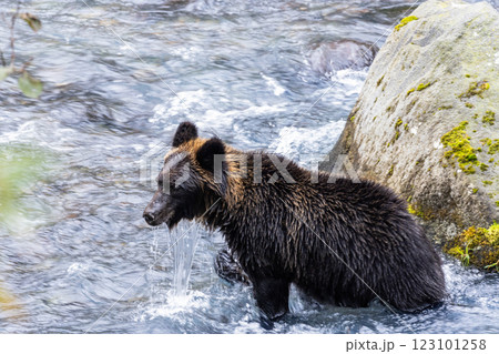 【北海道_ヒグマ】冬眠に備え狩猟をするヒグマ達 知床 10月 123101258