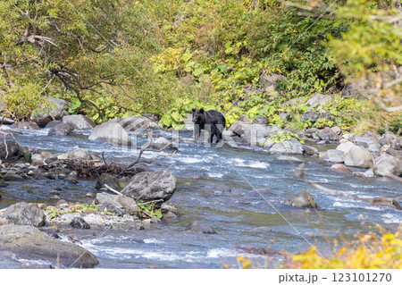 【北海道_ヒグマ】冬眠に備え狩猟をするヒグマ達 知床 10月 123101270