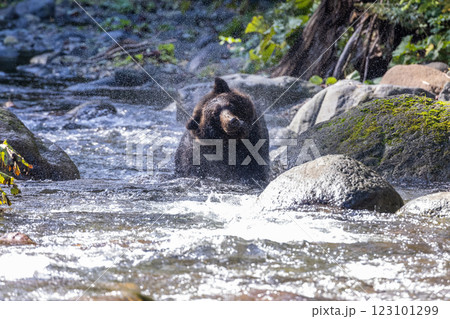 【北海道_ヒグマ】ヒグマのスプラッシュ 知床 10月 【北海道_ヒグマ】ヒグマのスプラッシュ 知床 10月 123101299