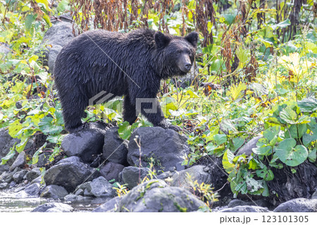 【北海道_ヒグマ】冬眠に備え狩猟をするヒグマ達 知床 10月 123101305