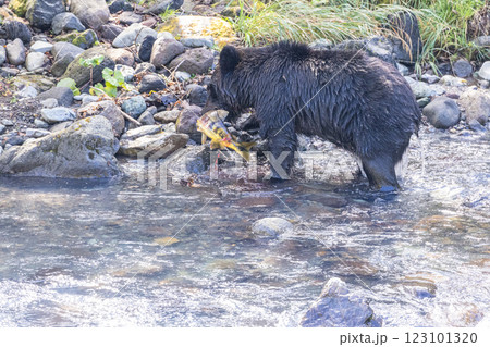 【北海道_ヒグマ】冬眠に備え狩猟をするヒグマ達 知床 10月 【北海道_ヒグマ】冬眠に備え狩猟をするヒグマ達 知床 10月 123101320