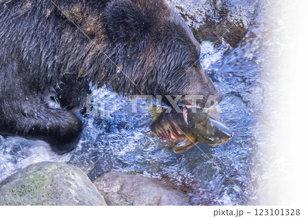 【北海道_ヒグマ】冬眠に備え狩猟をするヒグマ達 知床 10月 123101328