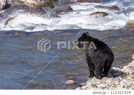 【北海道_ヒグマ】冬眠に備え狩猟をするヒグマ達 知床 10月 123101329