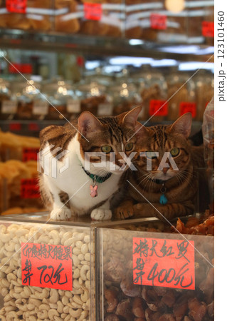 香港・徳輔道西の乾物店で売られる超高級食材の上で店番するネコ 123101460