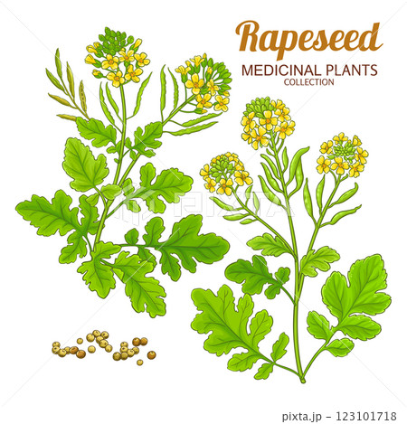 Rapeseed Plant Colored Detailed Illustration Rapeseed Plant Colored Detailed Illustration 123101718