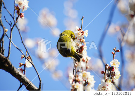 梅の花にメジロ 梅の花にメジロ 123102015