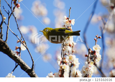 梅の花にメジロ 梅の花にメジロ 123102016