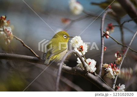 梅の花にメジロ 123102020