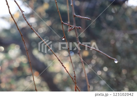 しずくがついたしだれ桜の枝 123102042