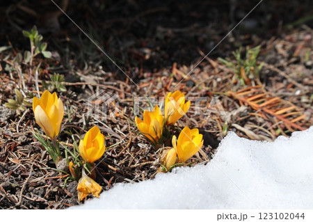クロッカスが咲いた後に降った雪 123102044