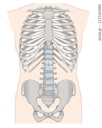 人体の骨、human body skeleton 123102066