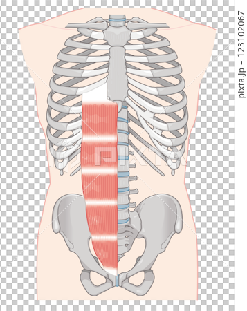 Rectus abdominis illustration Rectus abdominis illustration 123102067