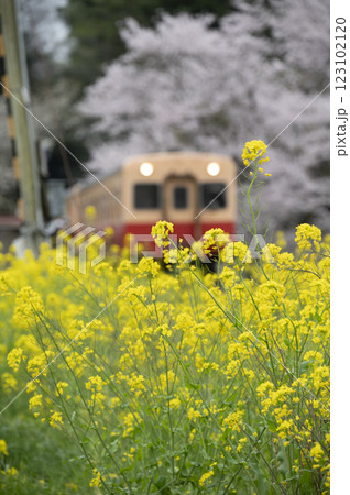 小湊鉄道と桜と菜の花 小湊鉄道と桜と菜の花 123102120