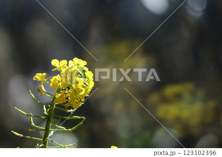 光を浴びて輝く冬の菜の花 123102396