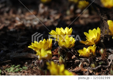 太陽の光を浴びる福寿草 123102399