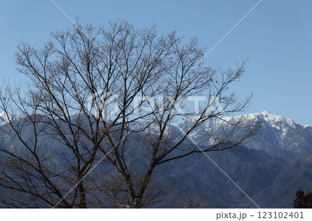 北アルプスを背景にした冬の樹木 123102401