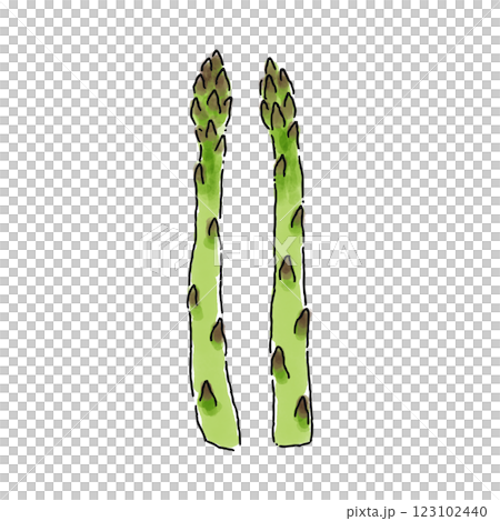 Asparagus, watercolor style 123102440