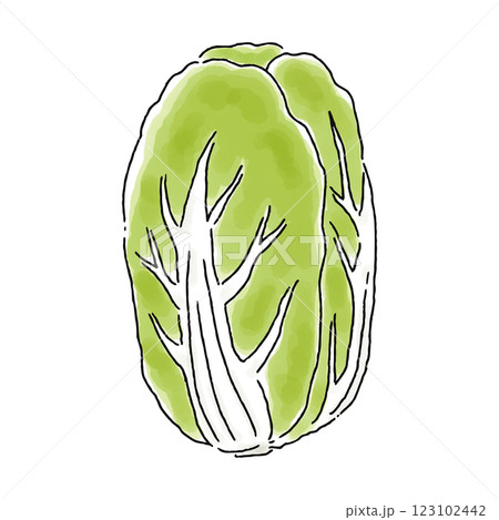 白菜・水彩風 白菜・水彩風 123102442