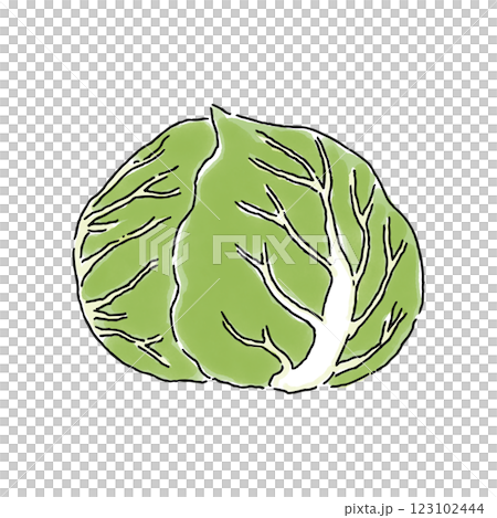 Cabbage watercolor style 123102444