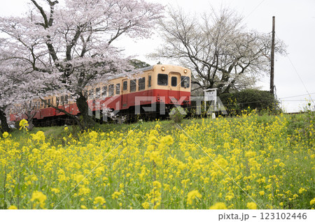 小湊鉄道春の飯給駅 123102446