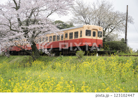 小湊鉄道春の飯給駅 123102447