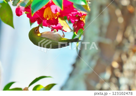 椿の花の蜜を吸うメジロ 123102478