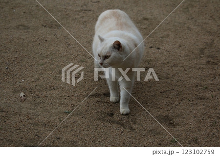 瀬戸内の島の猫 123102759